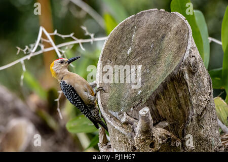 Hoffman picchio rosso maggiore (Melanerpes hoffmannii) in Costa Rica Foto Stock