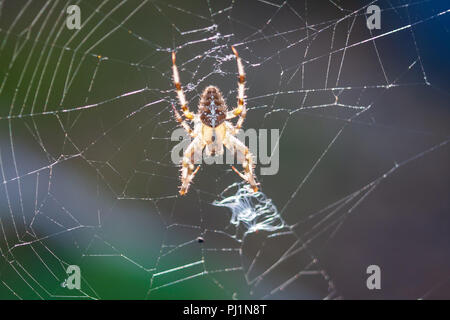 Giardino Spider sul web Foto Stock