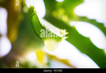 Una goccia di succo di aloe nella pianta Foto Stock