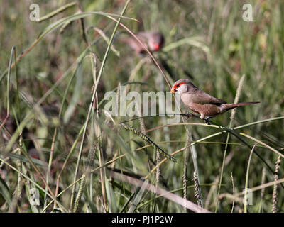 Comune (Waxbill Estrilda astrild) nell'erba. Foto Stock