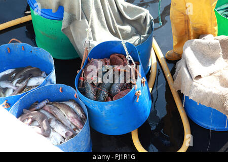 Il ponte di una piccola barca da pesca con il pesce appena pescato. Una benna di granchi e aragoste è sollevata dal mazzo Foto Stock