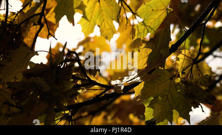 Autunno foglie di acero su un albero.foglie di acero contro il cielo. Autunno bella stagione autunno dorato. Foto Stock
