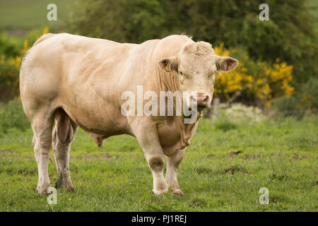 Pedigree Charolais bull fuori in pascolo Foto Stock