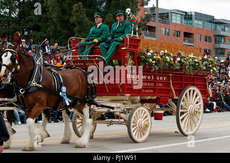 Budweiser Clydesdale cavalli e carri con Dalmazia, 2017 Torneo di Rose Parade, Rose Parade di Pasadena, California, Stati Uniti d'America Foto Stock