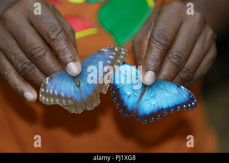 Butterfly Farm tour, il Belize. La guida tiene uno maschio e uno femmina blu morfo (femmina nella sua mano destra) Foto Stock