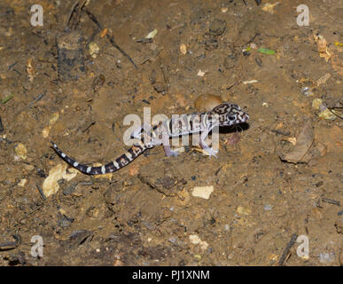 Yucatan nastrare gecko Coleonyx elegans, Cayo, Belize Foto Stock