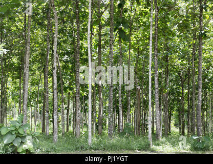 La piantagione di teak, Tectona grandis, Western Belize Foto Stock