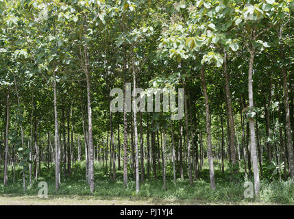 La piantagione di teak, Tectona grandis, Western Belize Foto Stock