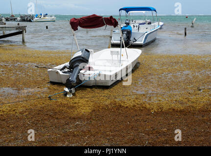 Sargassum alghe, lungo la riva Ambergris Caye Belize Foto Stock