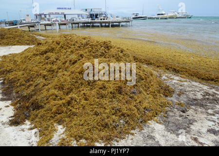 Sargassum alghe impilati sulla spiaggia, Ambergris Caye Belize Foto Stock