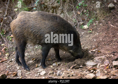 Il cinghiale (Sus scrofa) scava muso ghiande nei boschi, bestia copes bene con il compito nonostante suolo roccioso, aspetto forestale. Caccia grossa per mammiferi ungulati Foto Stock