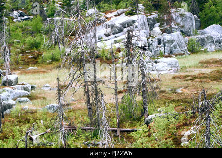 Scure foreste di montagna vicino al circolo polare artico. Condizioni difficili di crescita tra le pietre che sono nel caos ghiacciaio impilati. Curve di pino mistico sulle rocce. h Foto Stock