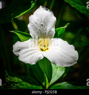 Macro di Trillium nella foresta con sfondo scuro Foto Stock