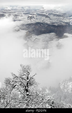 Nuvole basse appendere al di sotto di coperte di neve alberi a seguito di una tempesta di neve lungo il bordo Sud del Grand Canyon National Park in Arizona. Foto Stock