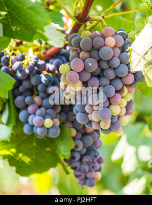 I grappoli di uve rosse crescono in Estremoz, Alentejo regione vinicola, Portogallo. Foto Stock