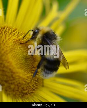 Bumblebee alimentare su nectar Foto Stock