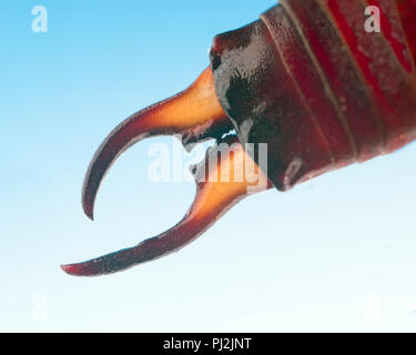 Comune di Earwig Forficula auricularia pinze Foto Stock