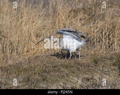 Curlew, Numenius arquata, stretching in Salt Marsh, Morecambe Bay, Lancashire, Regno Unito Foto Stock