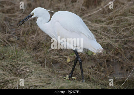 Garzetta, Egretta garzetta, mangiare gamberetti nella palude salata a bordo della baia di Morecambe, Lancashire, Regno Unito Foto Stock