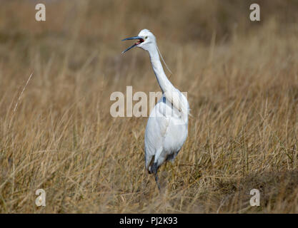 Garzetta, Egretta garzetta, chiamando da Salt Marsh a bordo della baia di Morecambe, Lancashire, Regno Unito Foto Stock