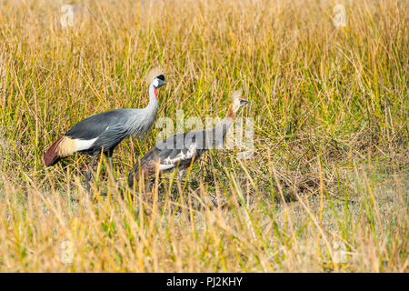 Una famiglia di grigio gru coronata nello Zimbabwe il Parco Nazionale di Hwange Foto Stock