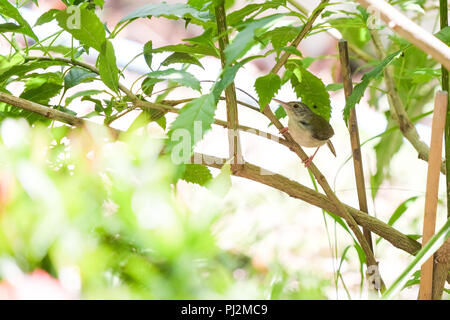 Il piccolo uccello è presso la filiale. Foto Stock