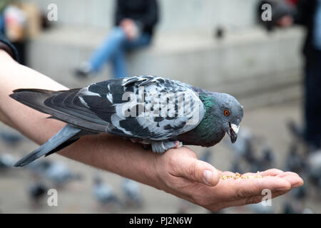 Alimentazione di piccione dalla mano a George Square, Glasgow Foto Stock