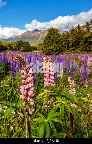 Di fronte al meraviglioso scenario delle Alpi del Sud in Nuova Zelanda, enormi campi di lupino sparsi e glow in molti colori. Foto Stock