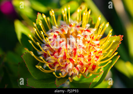 Cuscino Pin Protea Foto Stock