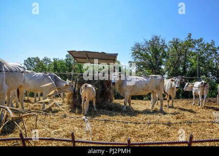 Le mucche mangiano il fieno all'interno della recinzione in azienda Foto Stock