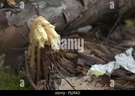 Piccolo bosco di volare a primavere si siede su una giovane pianta rara. Picture-winged Snailkiller sulla bellissima e strana pianta selvatica - sap di pino Foto Stock