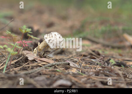 Lo scorso anno il piccolo tappo di panther in primavera pineta. shaggy levetta in scale, si stacca in scaglie Foto Stock