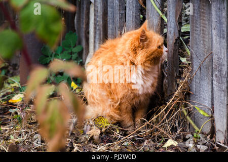 Rosso gatto Fluffy guardando attraverso il foro nella recinzione di legno, intorno all'autunno caduta foglie. Foto Stock