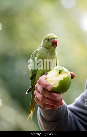 Anello-colli - Parrocchetto Psittacula krameri con mela verde in mano mans, Central London, England Regno Unito Regno Unito Foto Stock