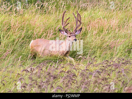 Mule Deer (Odocoileus hemionus) Foto Stock