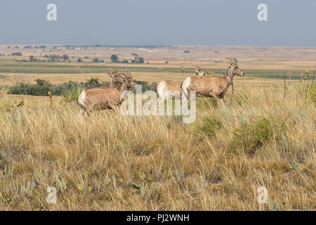 Bighorn sheeps (Ovis canadensis) al Badlands National Park Foto Stock