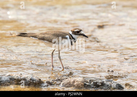 Killdeer (Charadrius rumoroso) alimentazione in corrente di Mammoth Hot Springs, il Parco Nazionale di Yellowstone Foto Stock