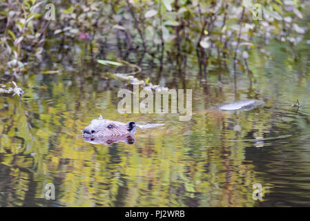 Un North American castoro, Castor canadensis, nuotare in un laghetto nelle Montagne Adirondack, NY, STATI UNITI D'AMERICA Foto Stock