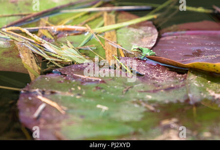 Un coro del pacifico (rana Pseudacris regilla) poggia su un giglio pad in un stagno nel nord della California. Foto Stock