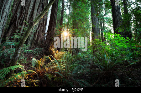 Luce della Sera filtri in attraverso il denso baldacchino di Redwoods National Park, California. Foto Stock