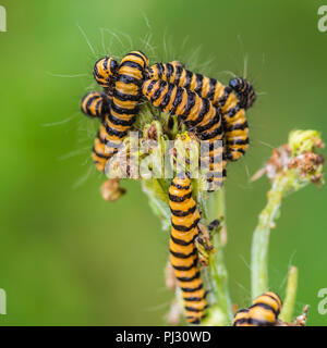 Una ripresa macro di un gruppo di cinabro moth bruchi mangiare qualche erba tossica boccioli di fiori. Foto Stock