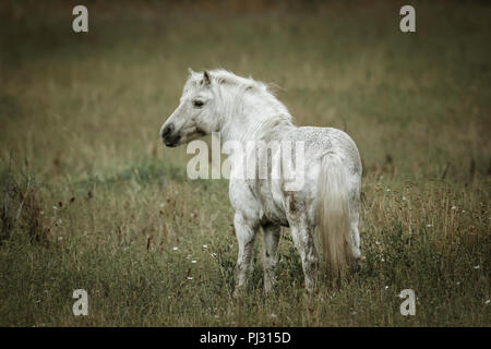 Un piccolo colorato di bianco cavallo sta in un campo nei pressi di Hauser, Idaho. Foto Stock