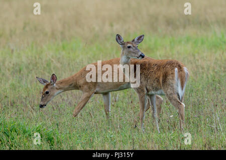 Due White Tailed Deer pascolare nel campo erboso vicino Hauser, Idaho. Foto Stock