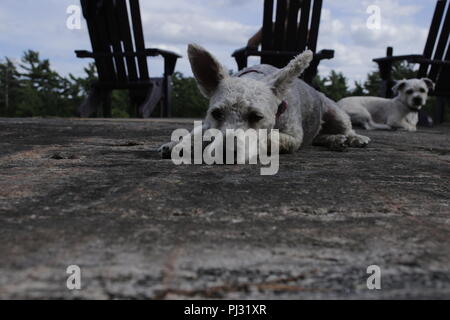 Yorkie Poo in posa sull'erba. Yorkie Poo è un incrocio tra un Yorkshire terrier e il barboncino Toy. La razza è stata intorno per soli dieci anni. Foto Stock
