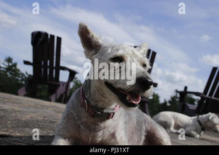 Yorkie Poo in posa sull'erba. Yorkie Poo è un incrocio tra un Yorkshire terrier e il barboncino Toy. La razza è stata intorno per soli dieci anni Foto Stock