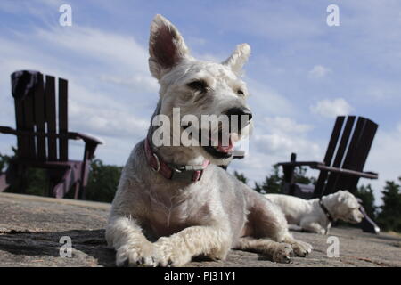 Yorkie Poo in posa sull'erba. Yorkie Poo è un incrocio tra un Yorkshire terrier e il barboncino Toy. La razza è stata intorno per soli dieci anni Foto Stock