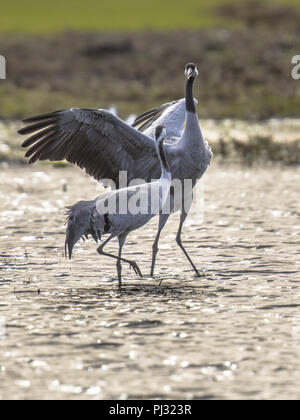 Uccelli selvatici Foto Stock