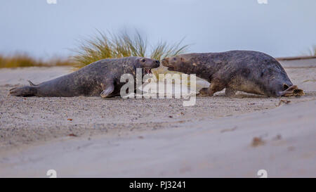 Lotta contro la guarnizione grigio (Halichoerus grypus) maschi conflitto sul territorio bounderies sulla spiaggia di Isola di Helgoland, Germania Foto Stock