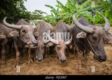 Thailandia buffalo gruppo Foto Stock