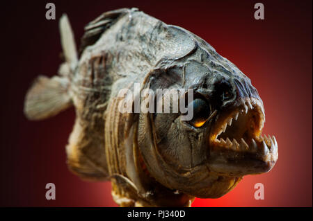 Chiudere mostrando i denti affilati denti di un carnivoro pesci piranha trovate in molti fiumi in Brasile, tra cui il fiume del Amazon, Brasile Foto Stock